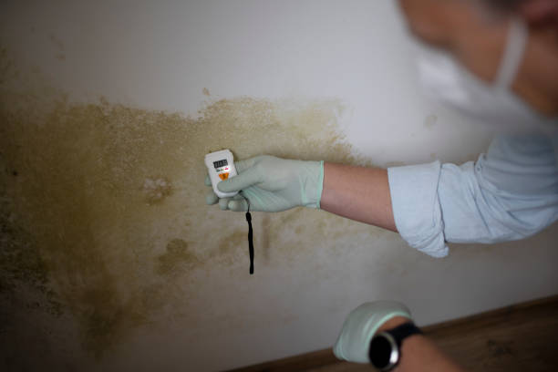 Best Mold Cleaning Services  in Church Rock, NM