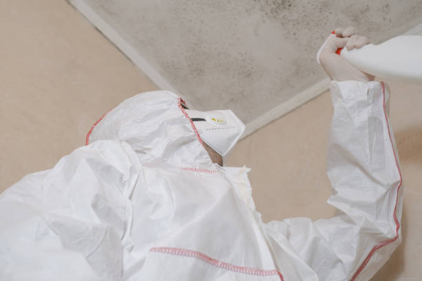 Best Local Mold Removal Service  in Church Rock, NM