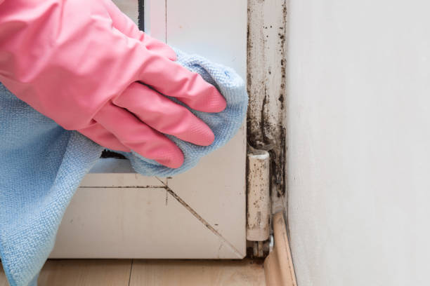 Mold Removal and Inspection in Church Rock, NM